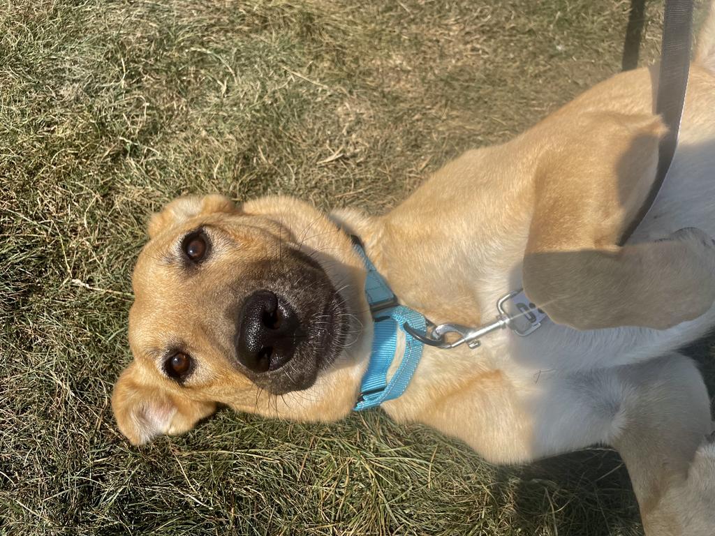 Enlarge Clara, a Adoptable Shepherd in Brookings, OR image 2/3