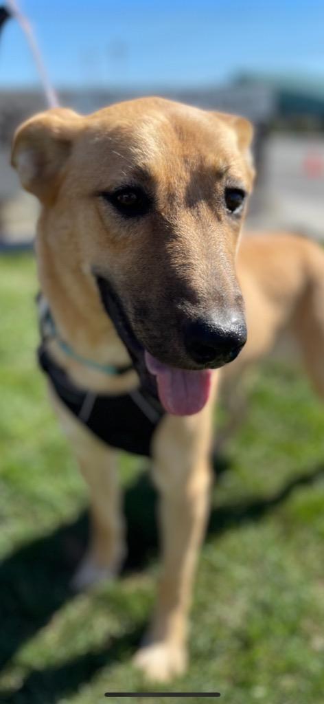 Enlarge Clara, a Adoptable Shepherd in Brookings, OR image 3/3