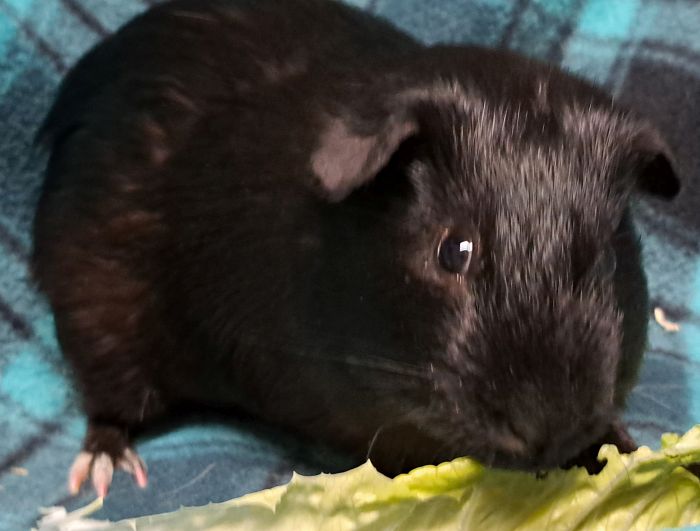 Guinea Pig for adoption Tornado, a ShortHaired in Gary, IN Petfinder