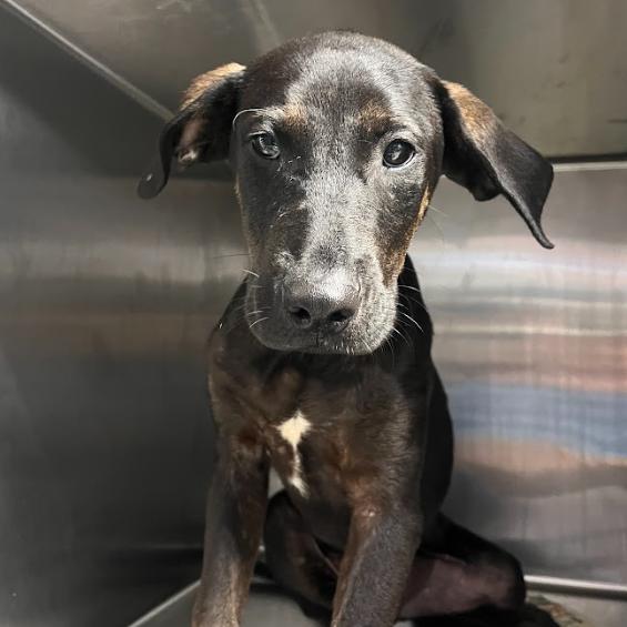 Zathura, Adoptable, Puppy Male Black Labrador Retriever & Shepherd.