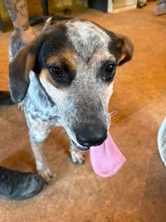 Jumper, Adoptable, Puppy Male Australian Cattle Dog / Blue Heeler & Bluetick Coonhound.