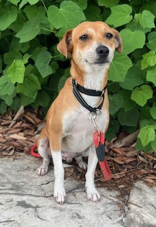 BILLY BOB, an adopted mixed breed in Olympia, WA image 3/4