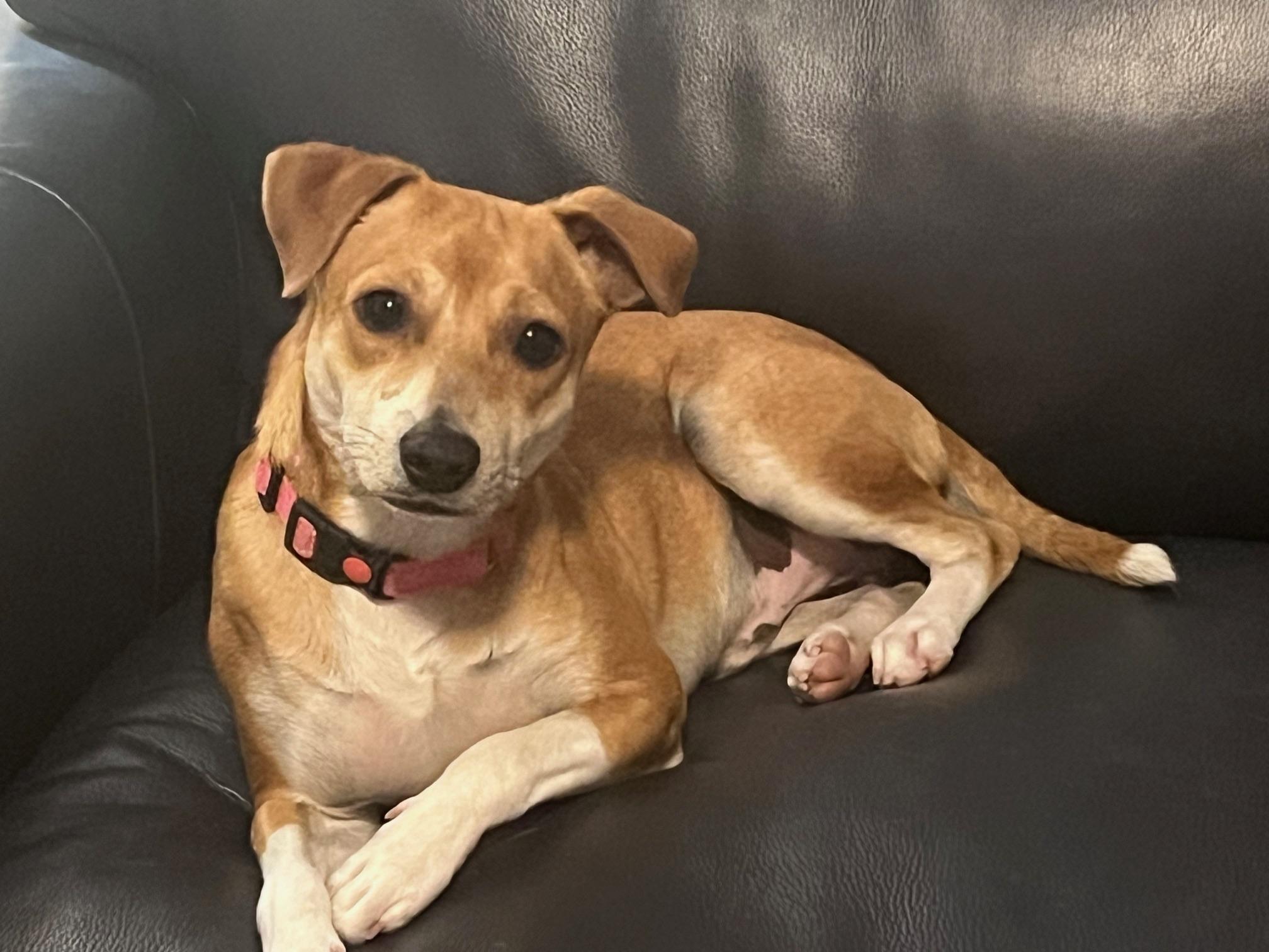 BILLY BOB, an adopted mixed breed in Olympia, WA image 2/4