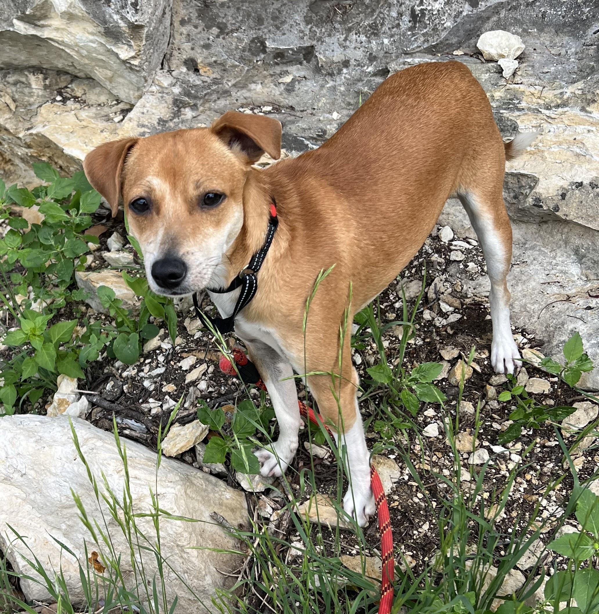 BILLY BOB, an adopted mixed breed in Olympia, WA image 1/4