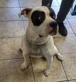 Zeus, adopted, Adult Male Pit Bull Terrier.