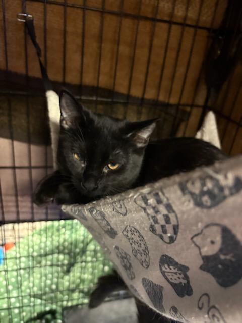 Jaeda, a Adoptable Domestic Short Hair in Hamburg, NY image 1/4