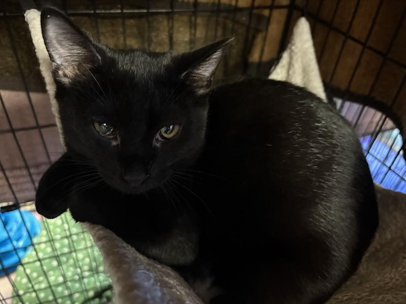 Jaeda, a Adoptable Domestic Short Hair in Hamburg, NY image 4/4