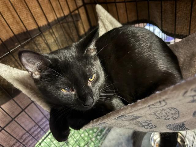 Jaeda, a Adoptable Domestic Short Hair in Hamburg, NY image 3/4