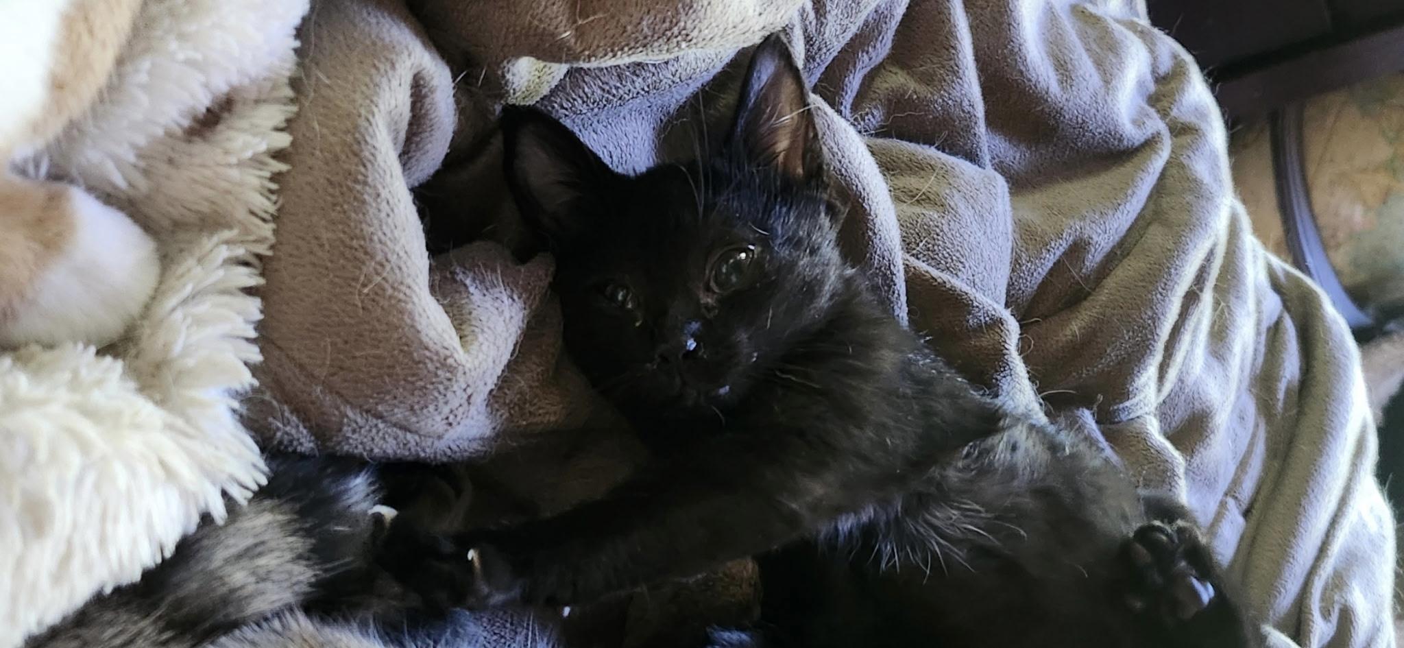 Jaeda, Adoptable, Kitten Female Domestic Short Hair.