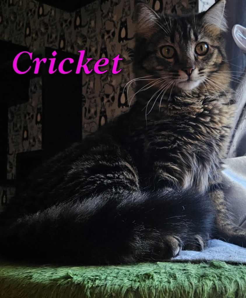 Cricket