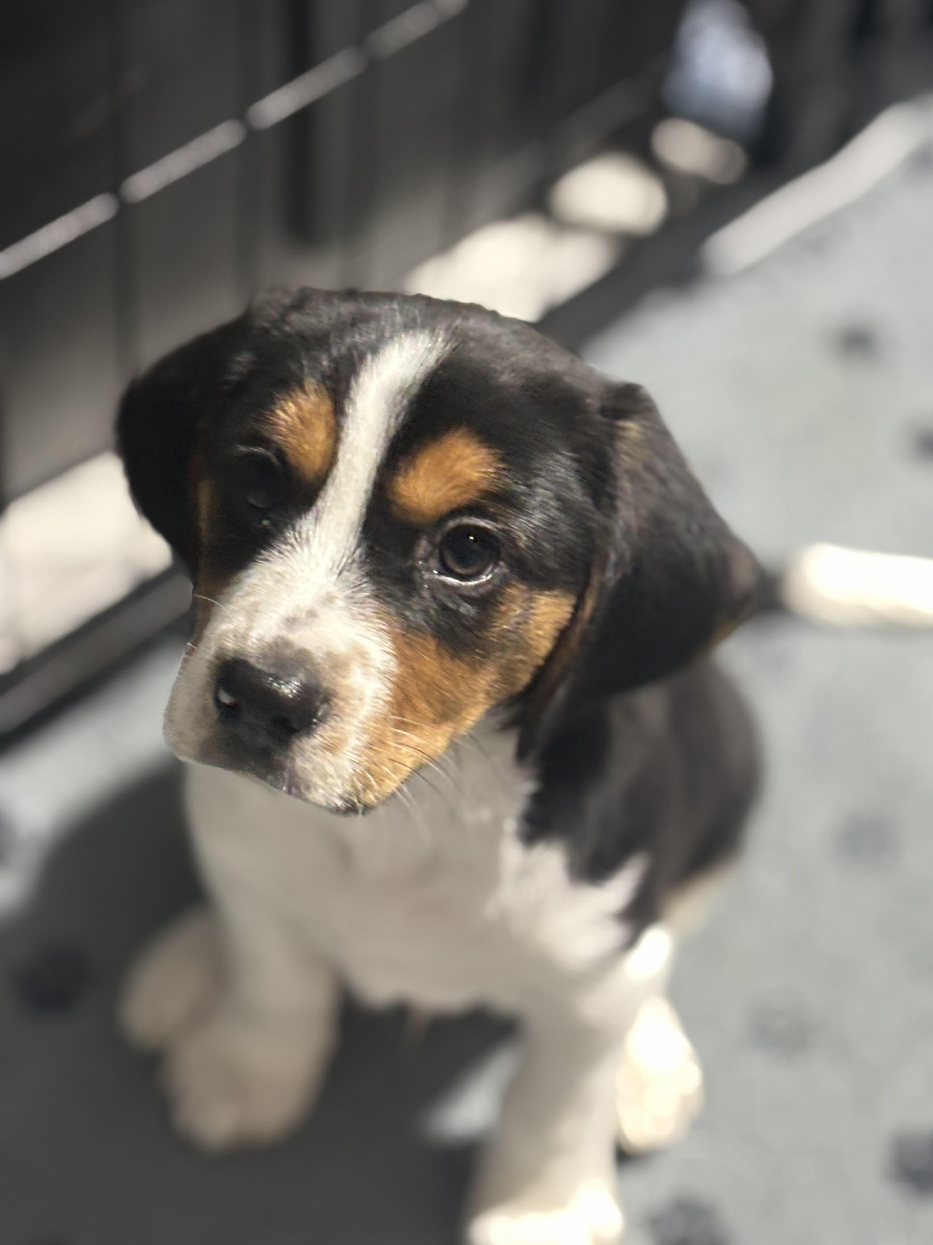 Branch, ADOPTABLE, Puppy Male Mixed Breed.