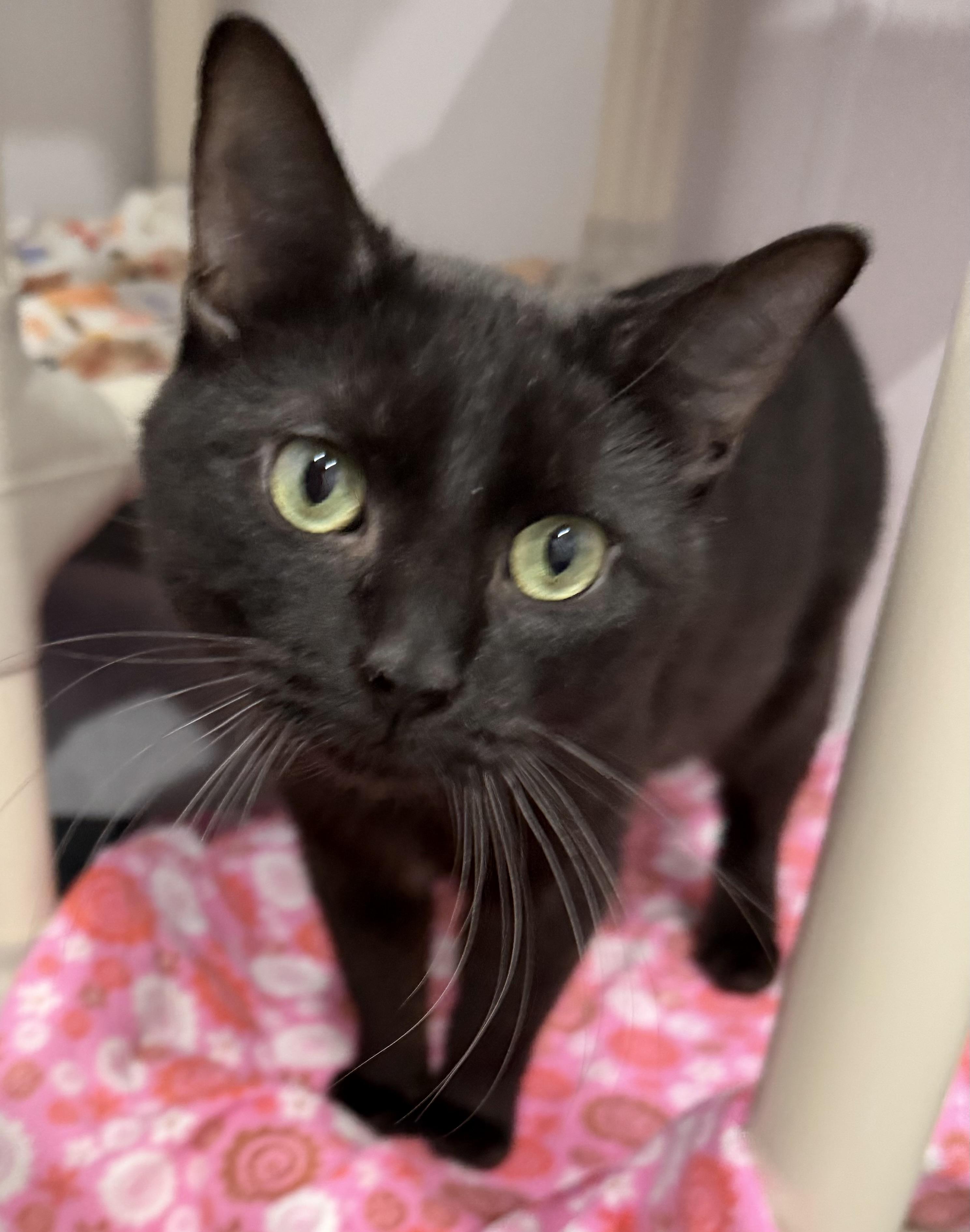 Spooky — thumbnail 2