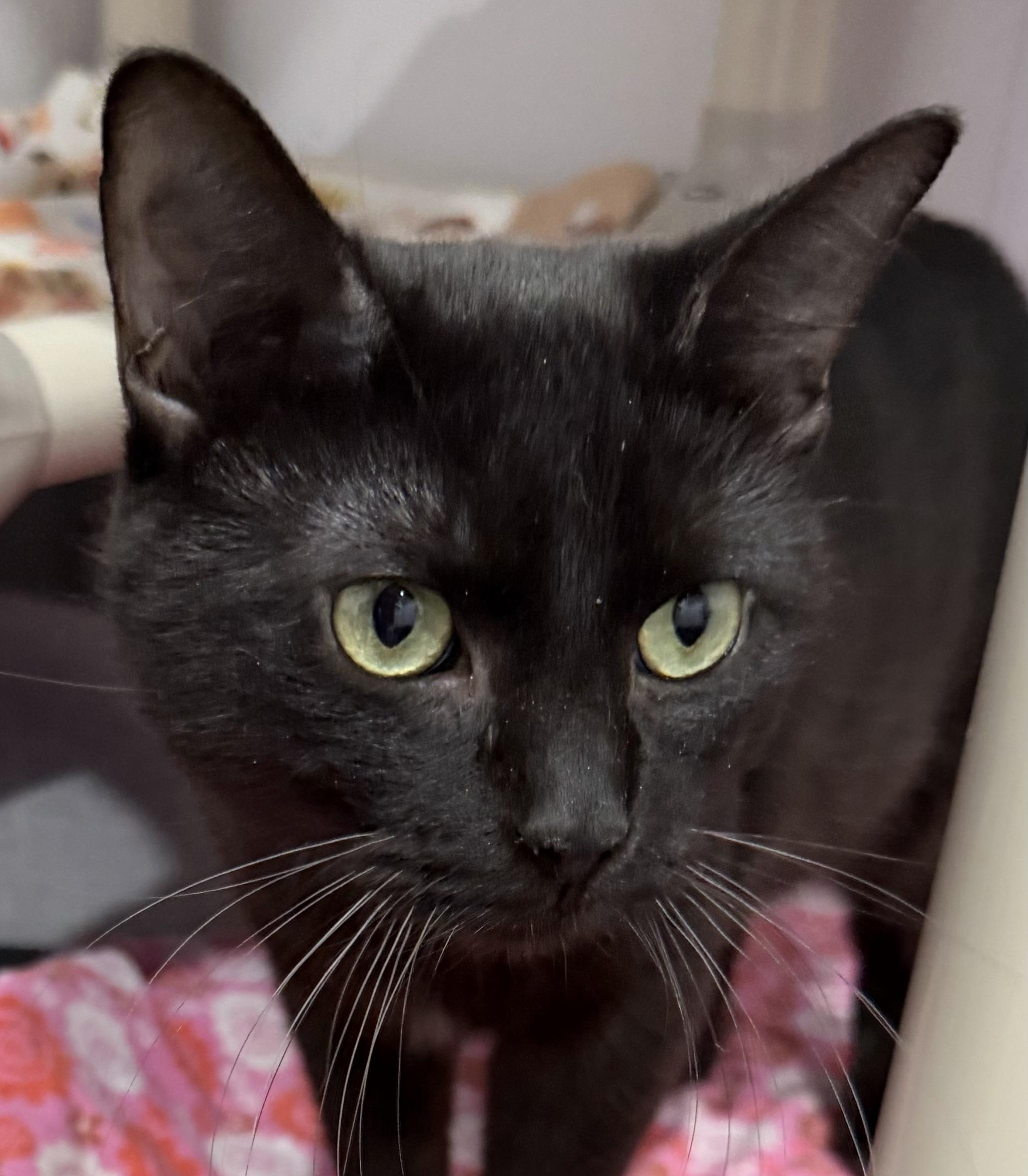 Spooky — thumbnail 4