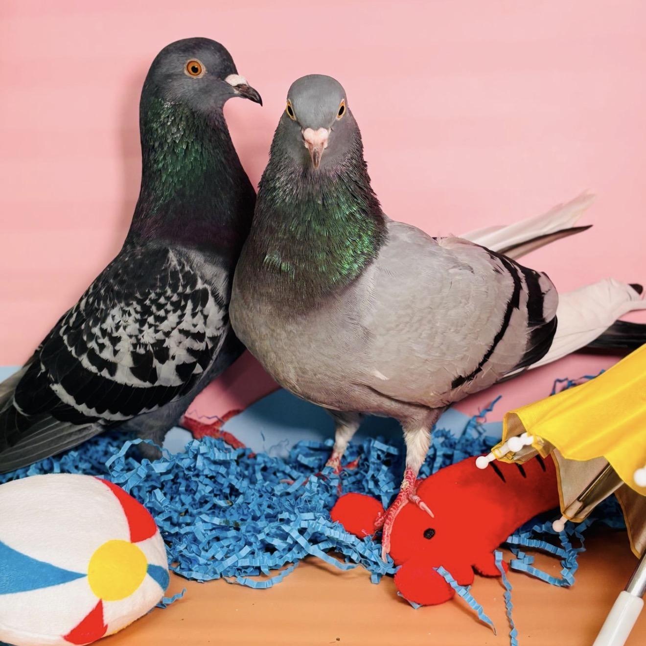 Enlarge Kudrow & Phoebe (married couple), an adopted Pigeon in Chicago, IL image 4/5