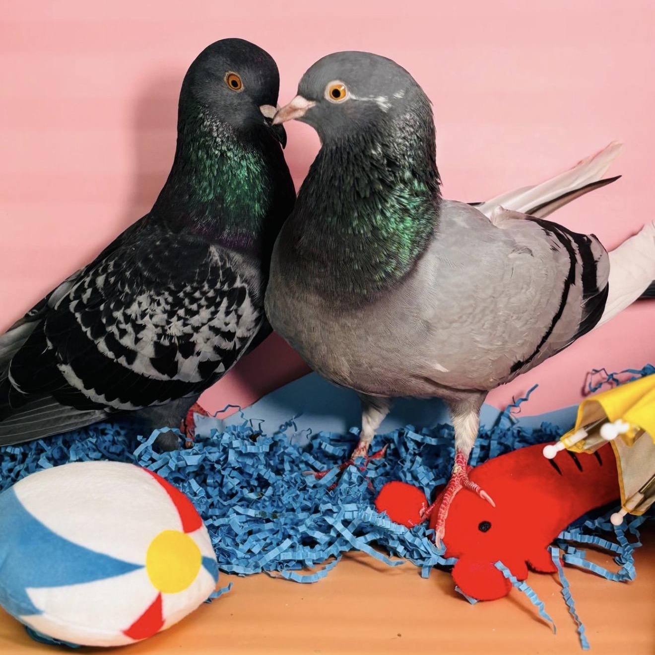 Enlarge Kudrow & Phoebe (married couple), an adopted Pigeon in Chicago, IL image 2/5