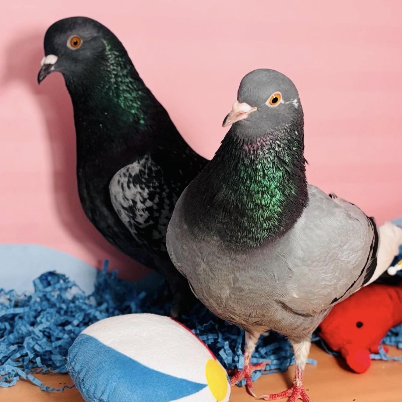 Kudrow & Phoebe (married couple), adopted, Adult Unknown Pigeon.