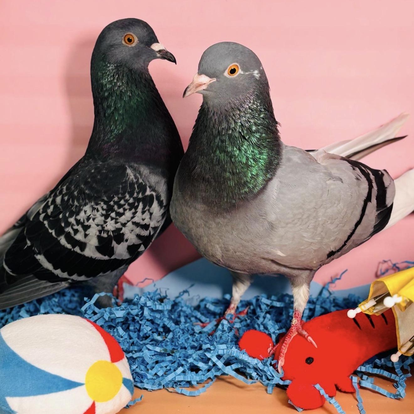 Enlarge Kudrow & Phoebe (married couple), an adopted Pigeon in Chicago, IL image 3/5
