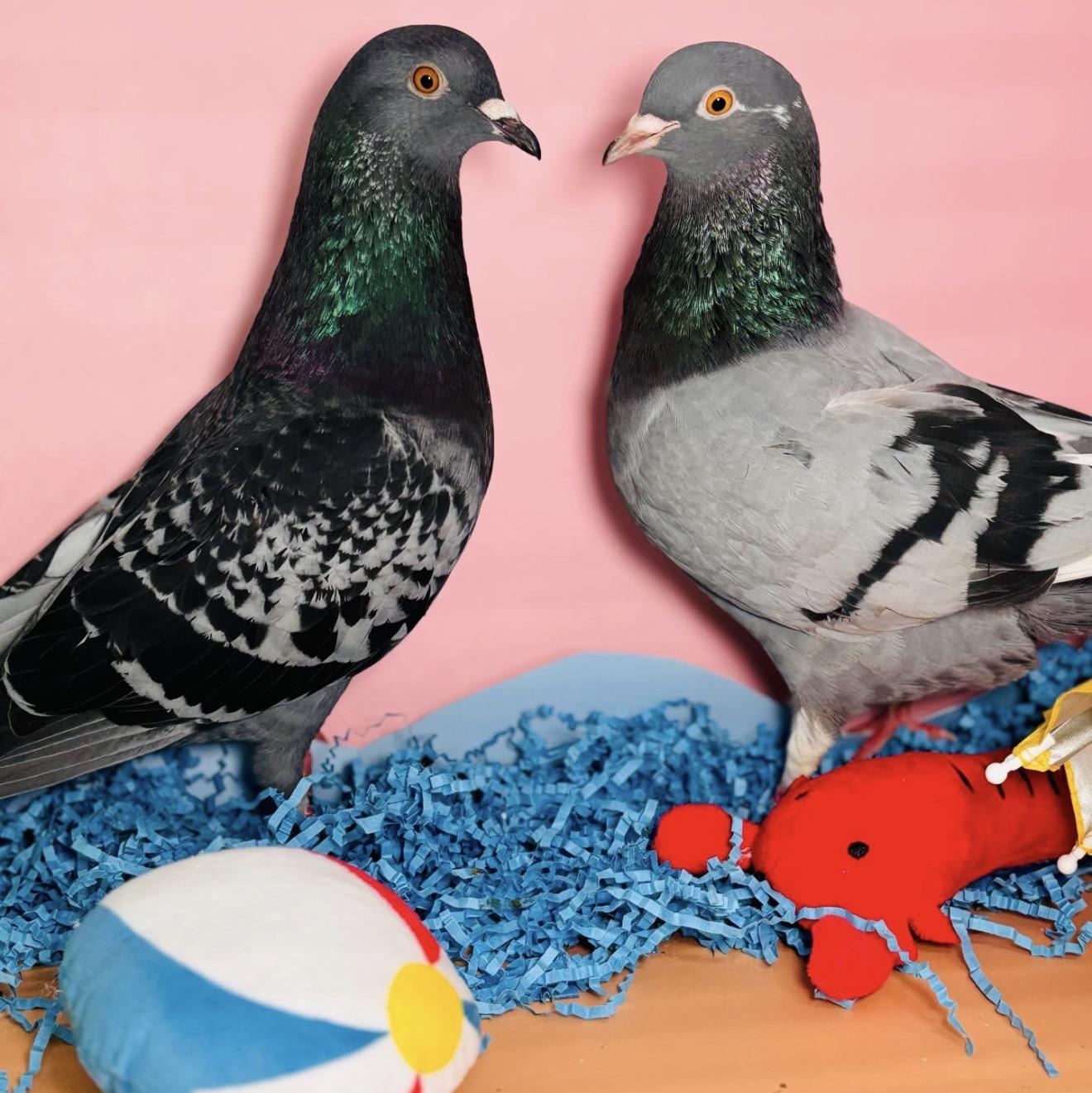 Enlarge Kudrow & Phoebe (married couple), an adopted Pigeon in Chicago, IL image 5/5