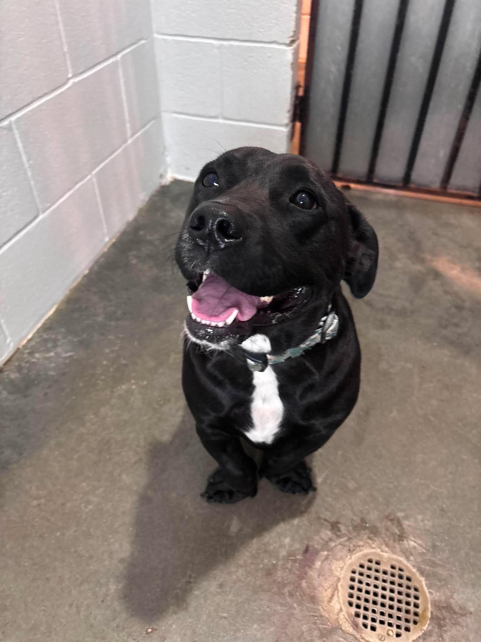 Enlarge Staley, a Adoptable mixed breed in South Amboy, NJ image 3/4