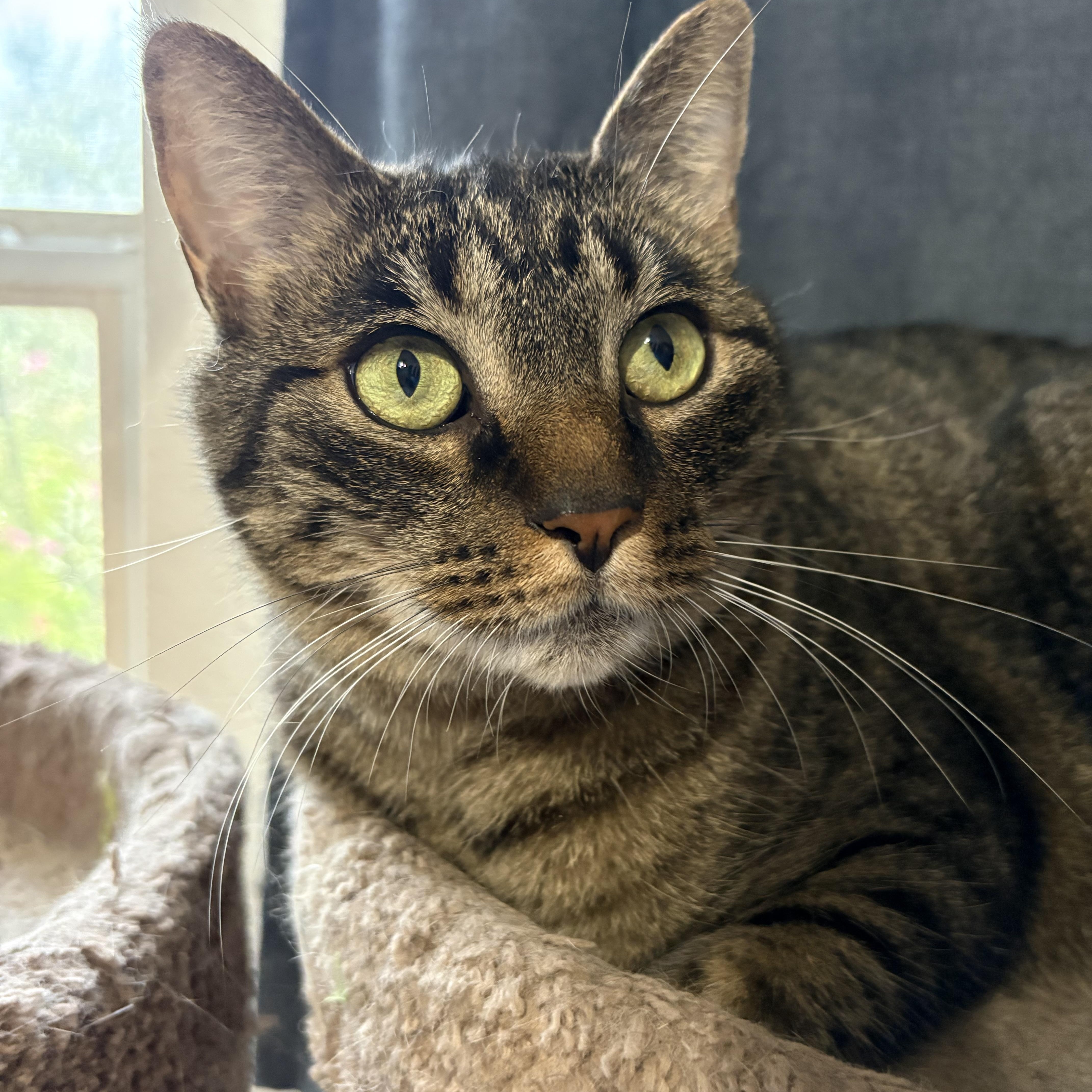 Enlarge Peppa, a Adoptable Tabby in Keller, TX image 4/4