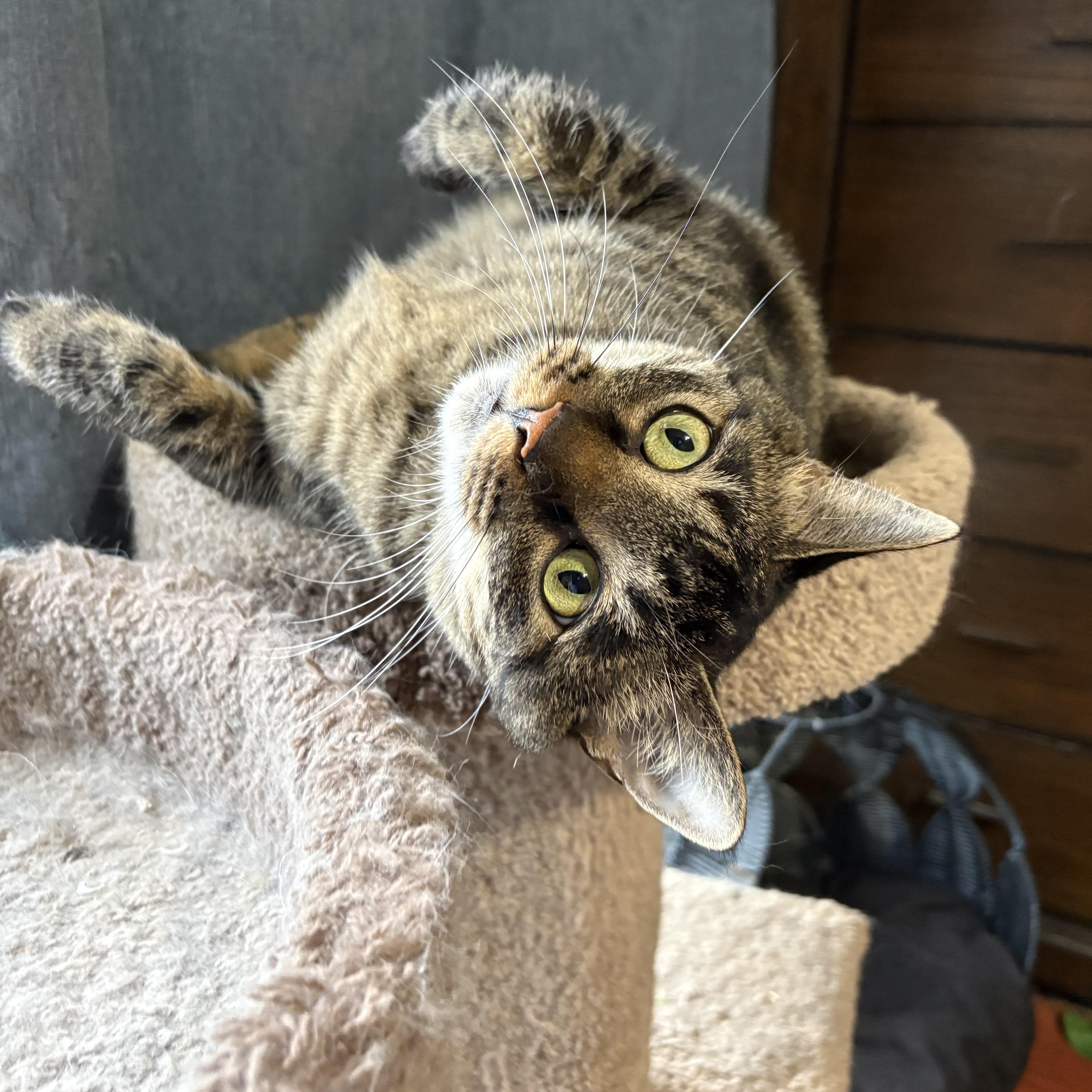 Peppa, Adoptable, Adult Female Tabby.