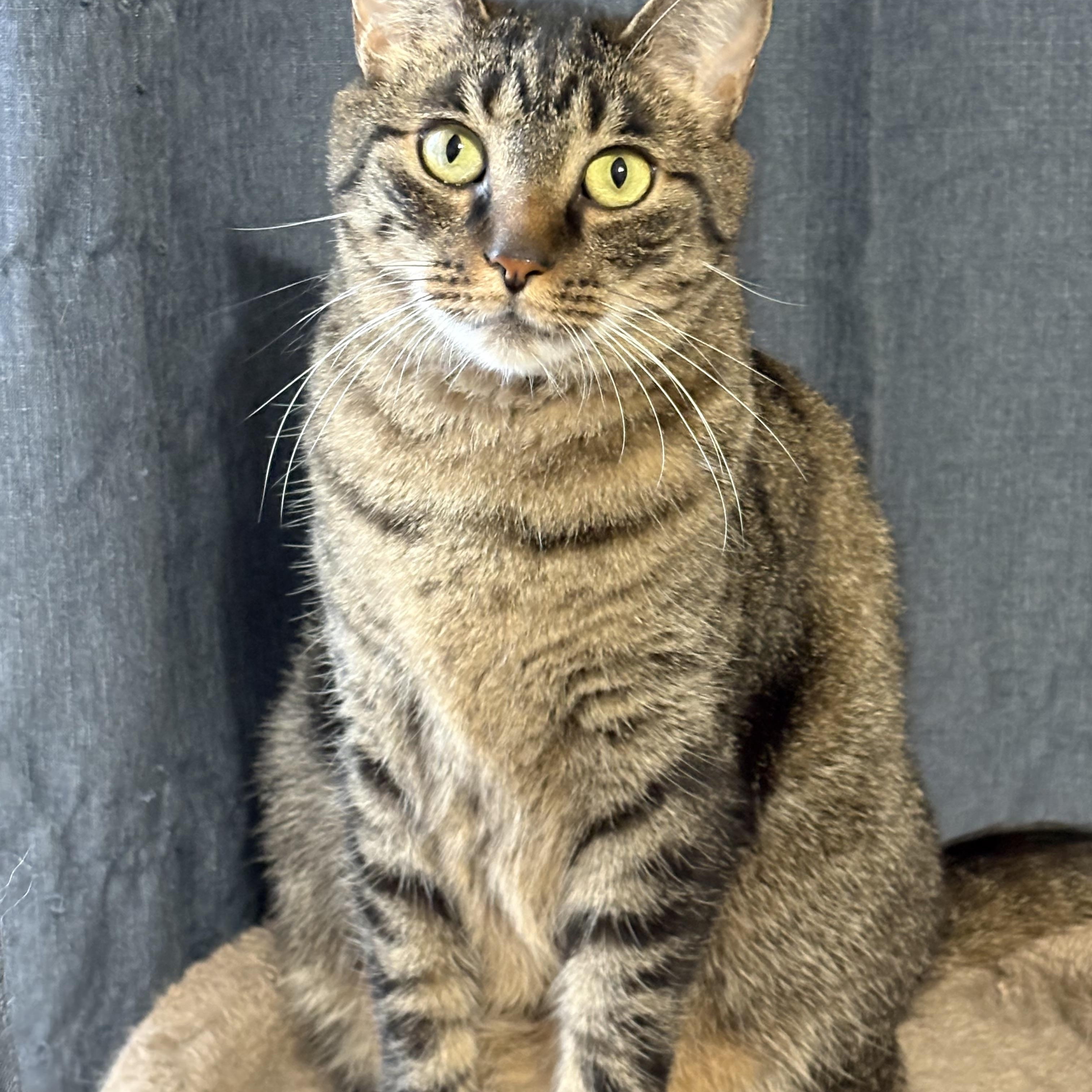 Enlarge Peppa, a Adoptable Tabby in Keller, TX image 2/4