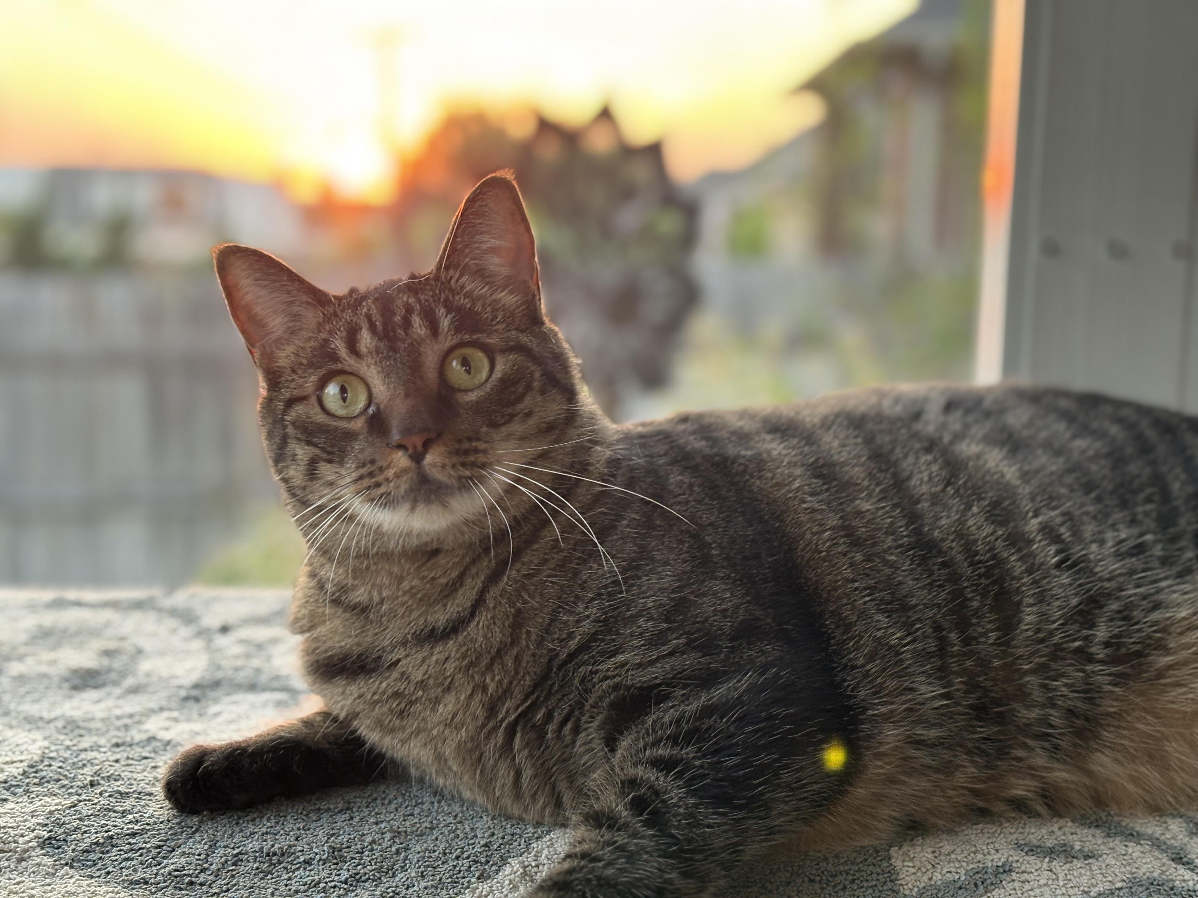 Enlarge Peppa, a Adoptable Tabby in Keller, TX image 3/4