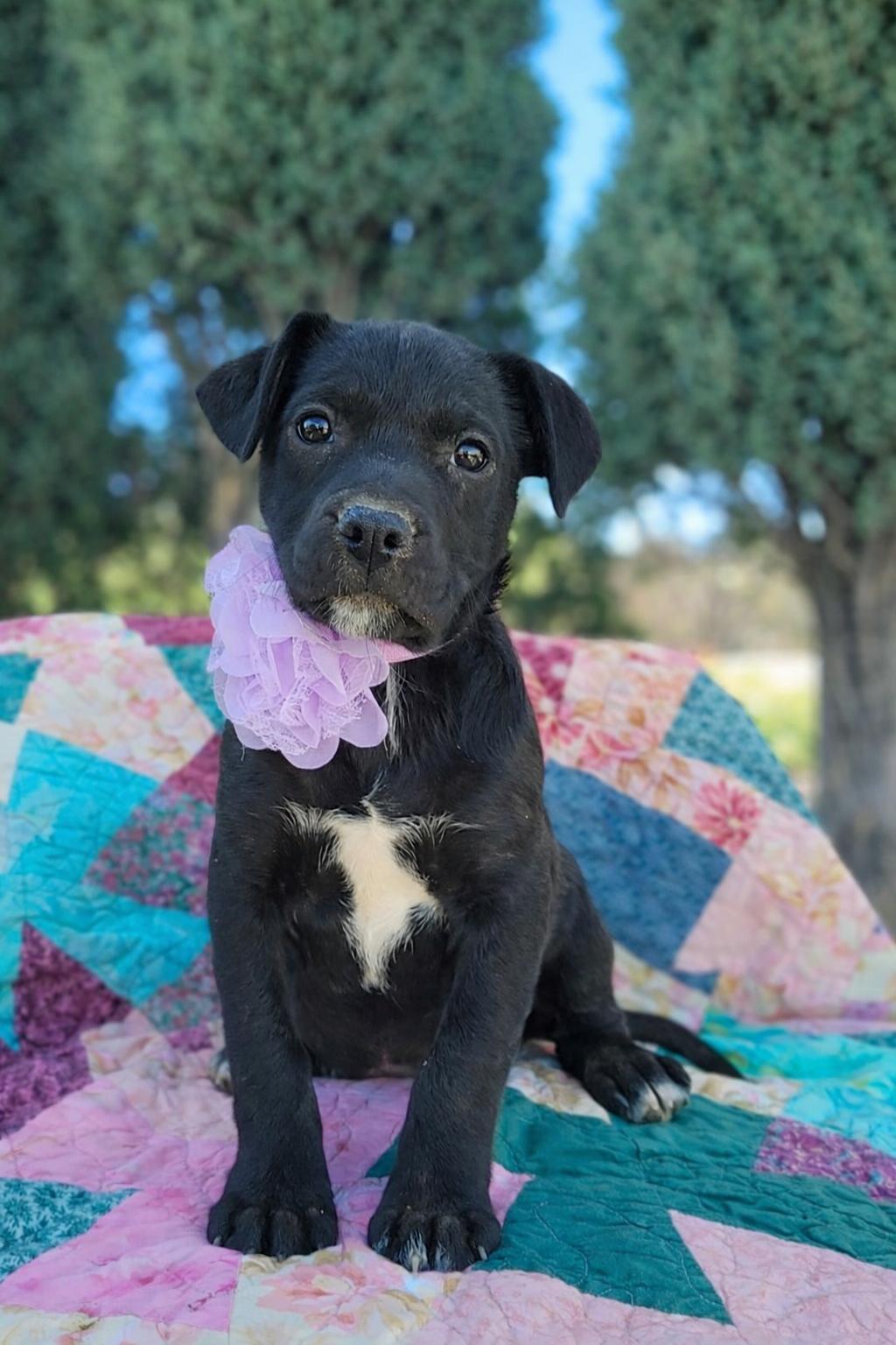 Sparkle, adopted, Puppy Male Border Collie & Labrador Retriever.
