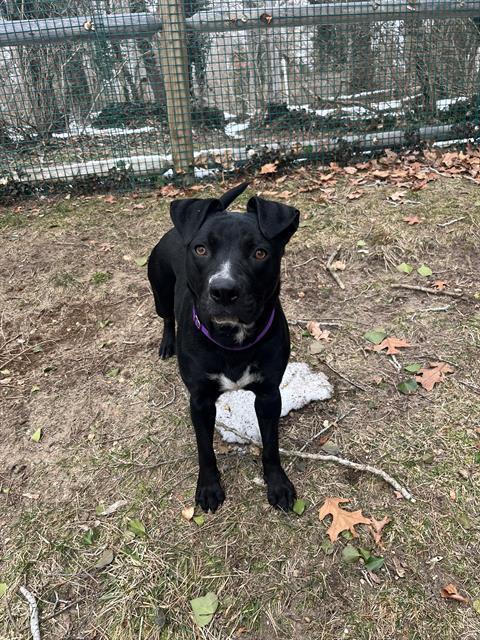 DENISE, Adoptable, Young Female Labrador Retriever & Mixed Breed.