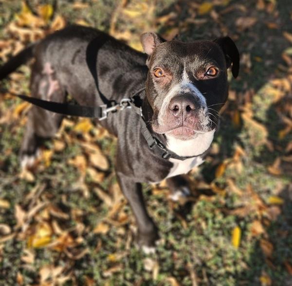 Enlarge Onyx, a Adoptable mixed breed in Austin, TX image 1/1
