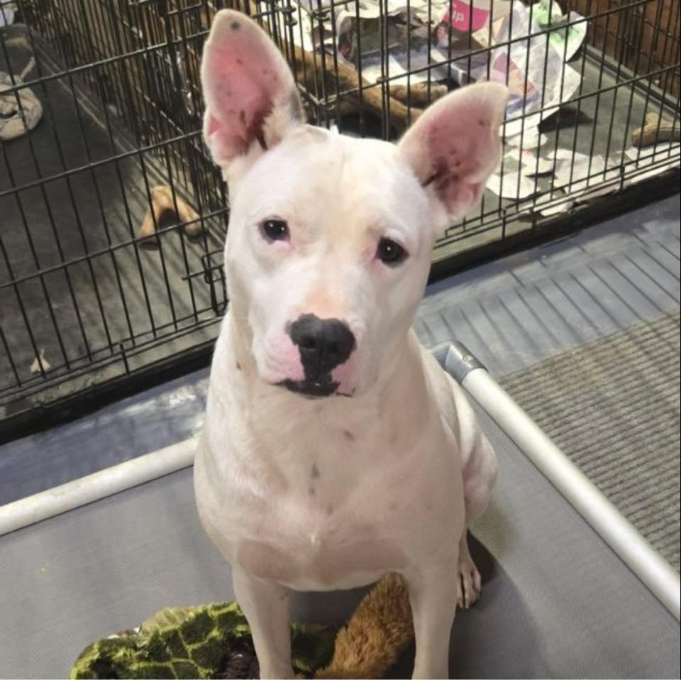 Domino, Adoptable, Young Male Terrier.