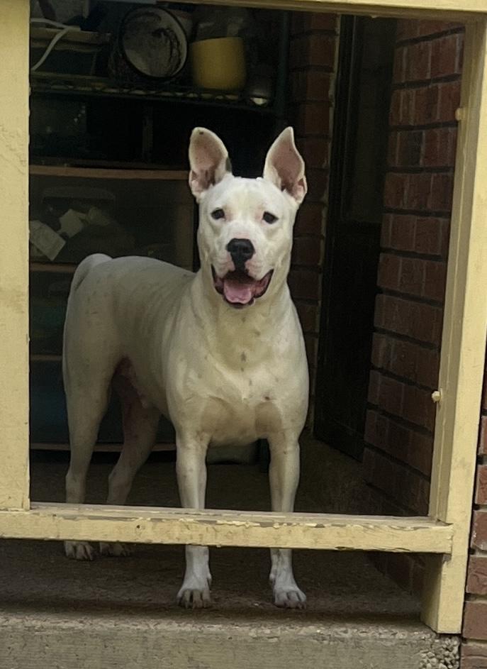 Enlarge Domino, a Adoptable mixed breed in Byhalia, MS image 4/5