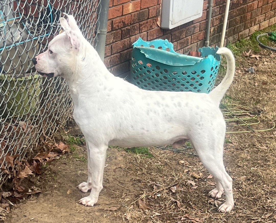 Domino, an adoptable Terrier in Byhalia, MS, 38611 | Photo Image 3