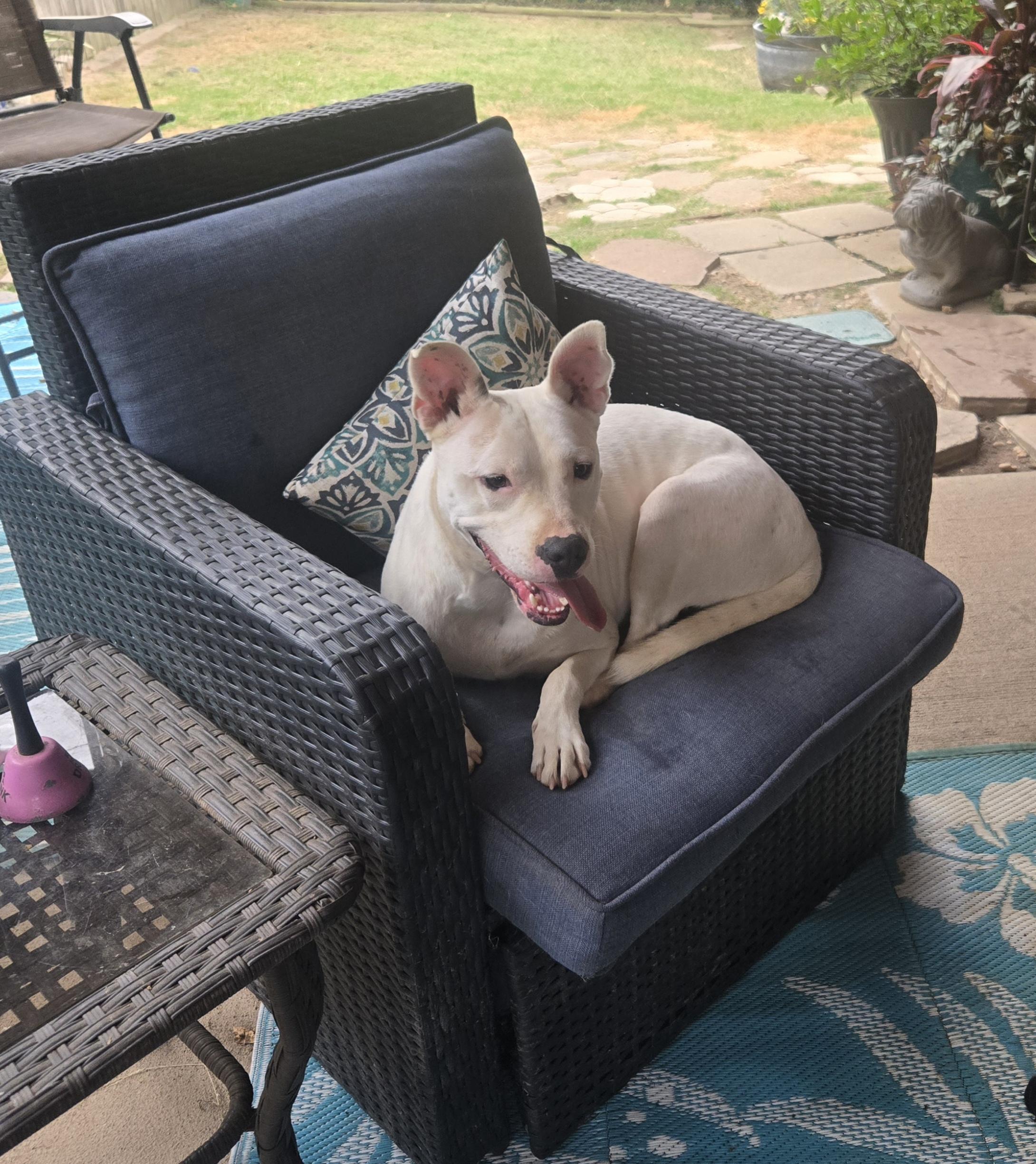 Enlarge Domino, a Adoptable mixed breed in Byhalia, MS image 2/5