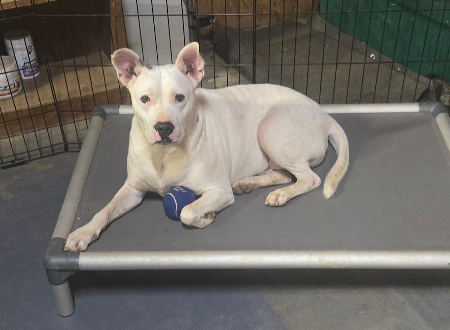 Enlarge Domino, a Adoptable mixed breed in Byhalia, MS image 3/5