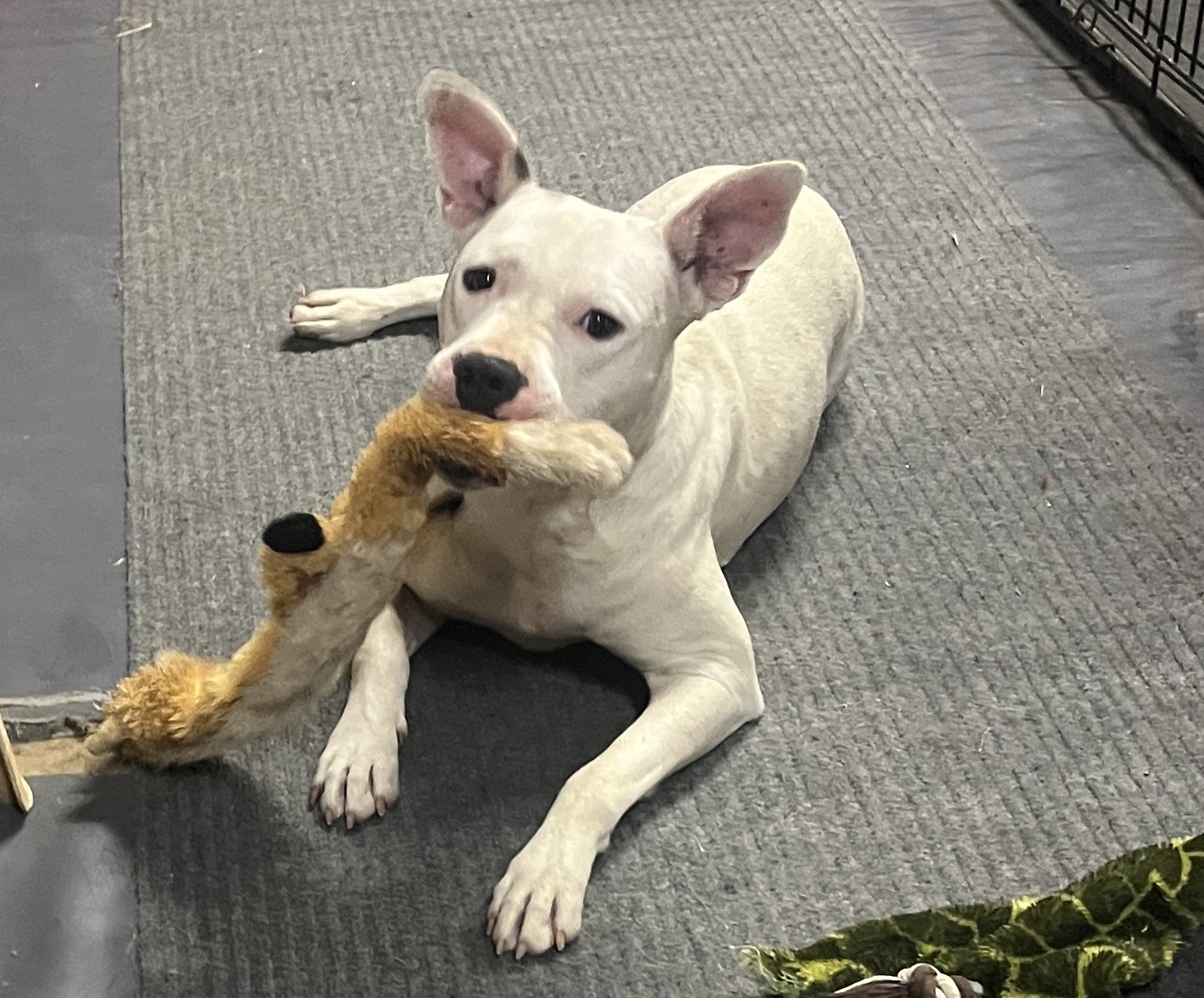 Enlarge Domino, a Adoptable mixed breed in Byhalia, MS image 5/5