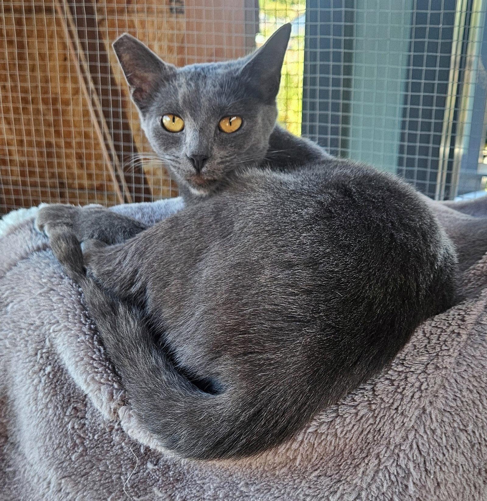 Enlarge BEAR BEAR #2026 - Offered by Owner - Small Adult, a Adoptable Domestic Short Hair in Hillsboro, OR image 2/2