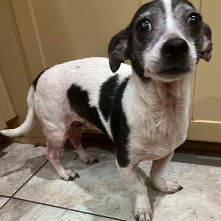 Enlarge Remi, a Adoptable mixed breed in North Richland Hills, TX image 1/4