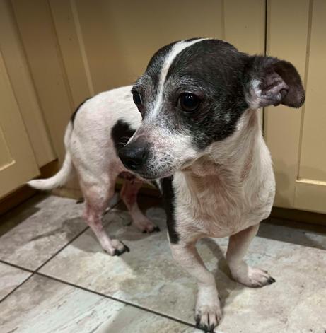 Remi, Adoptable, Senior Female Chihuahua & Mixed Breed.