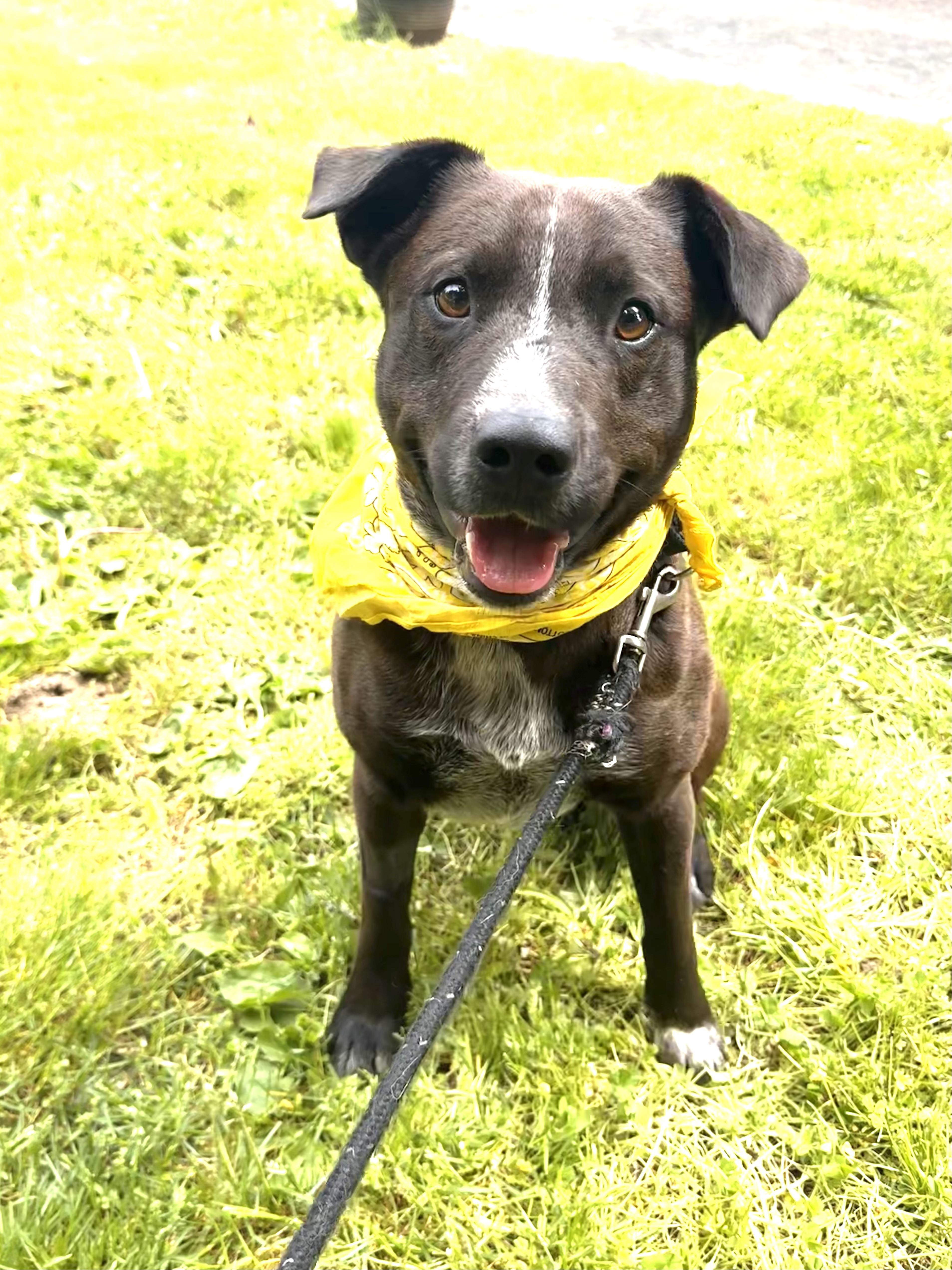 Roberto, a Adoptable mixed breed in Lacey, WA image 5/6