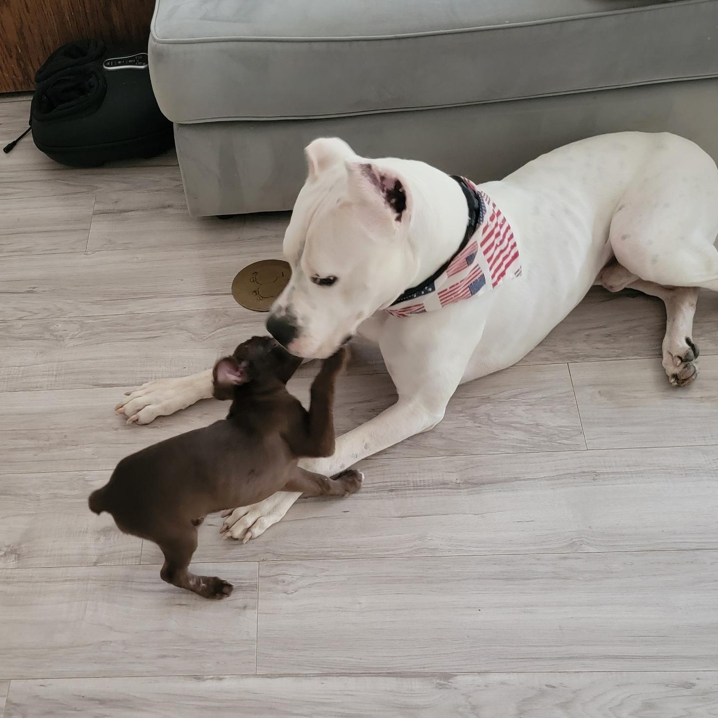 Enlarge Munchkin, a Adoptable Miniature Pinscher in Dallas, TX image 1/6