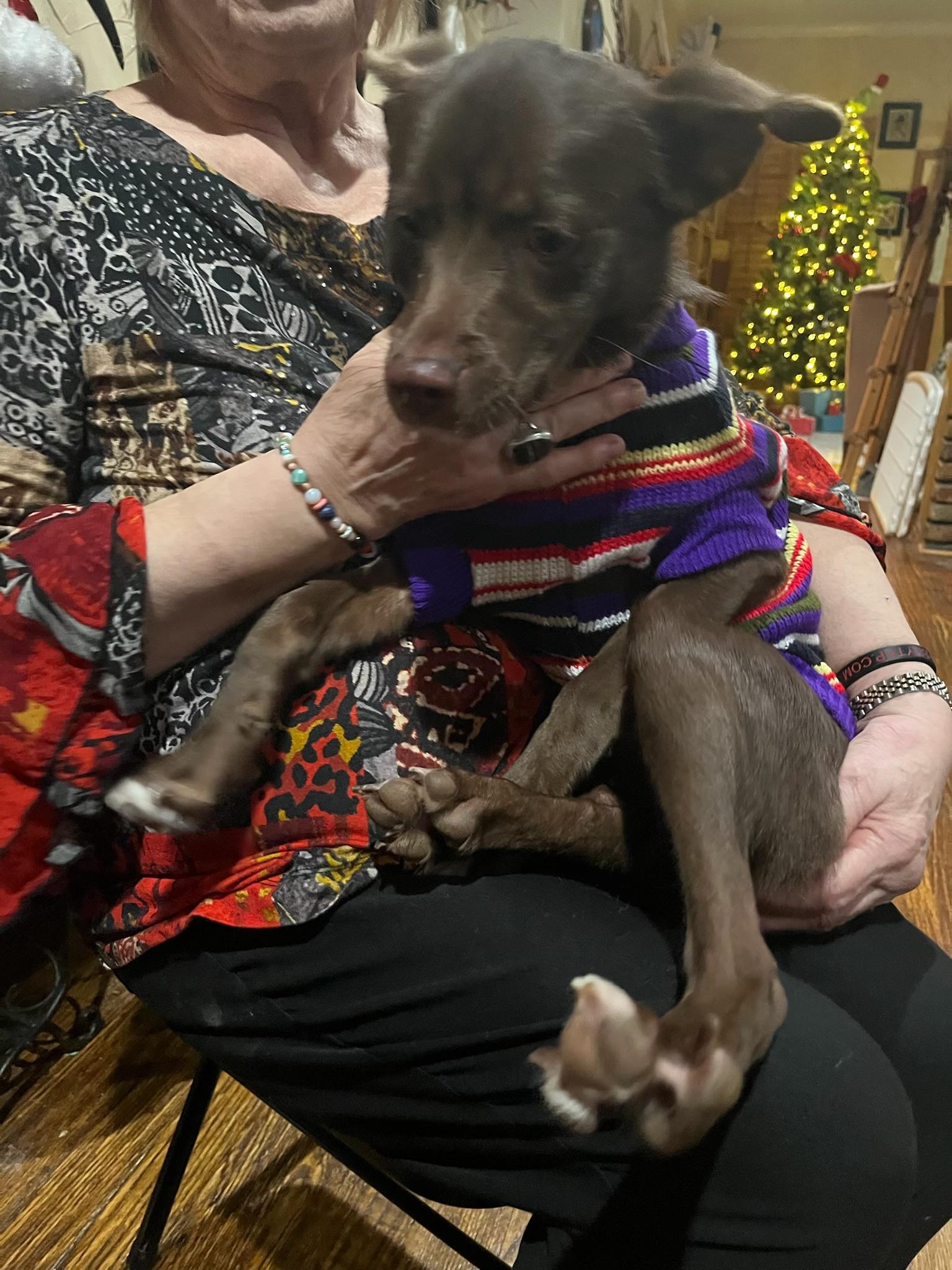 Enlarge Munchkin, a other mixed breed in Dallas, TX image 5/5