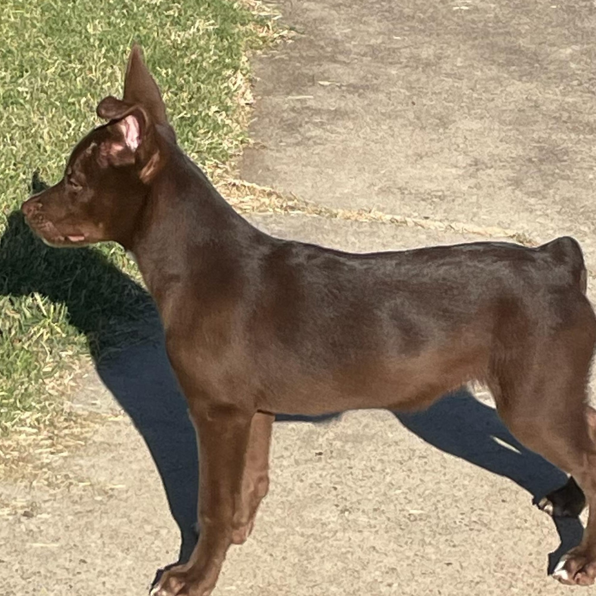 Enlarge Munchkin, a Adoptable Miniature Pinscher in Dallas, TX image 3/6