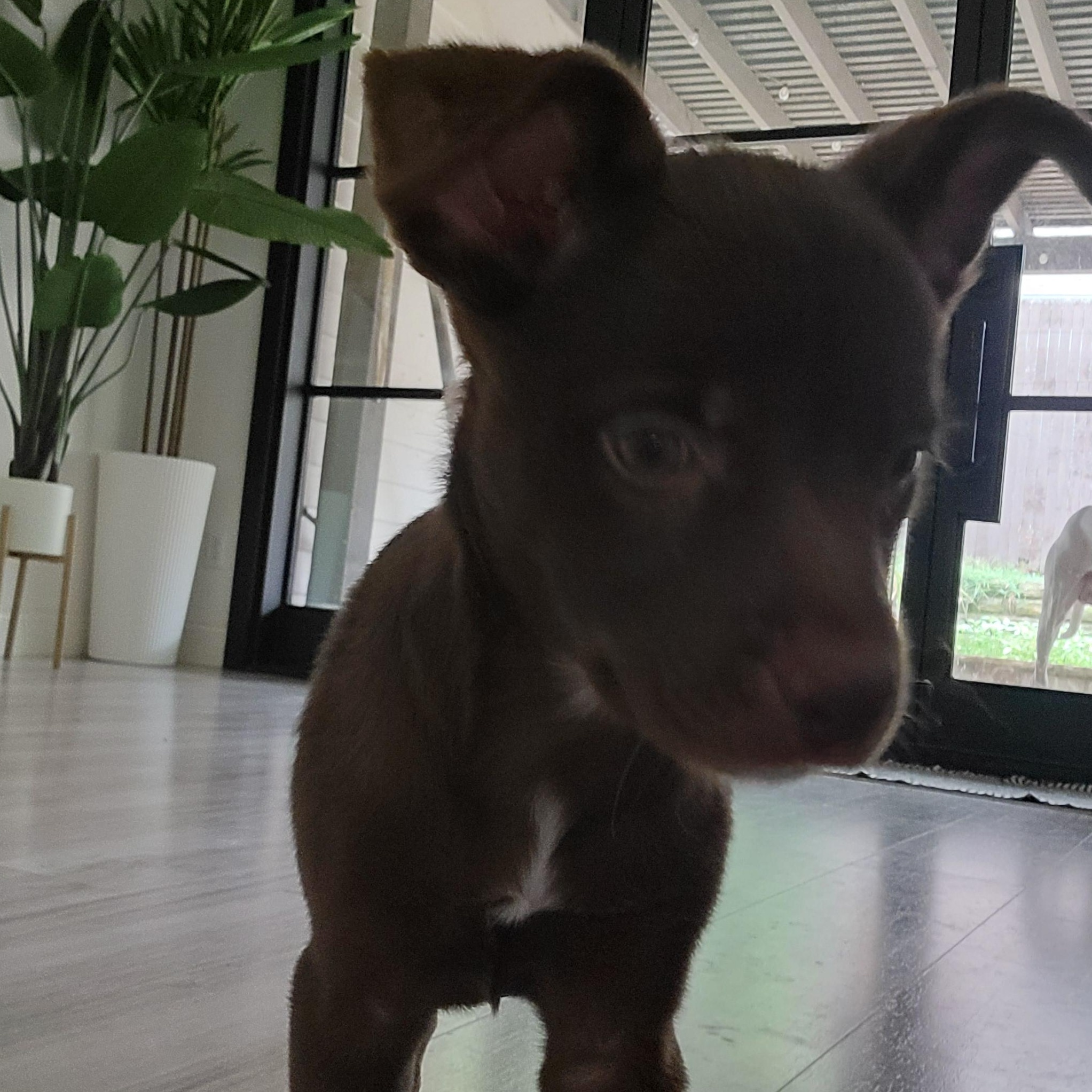 Enlarge Munchkin, a Adoptable Miniature Pinscher in Dallas, TX image 2/6