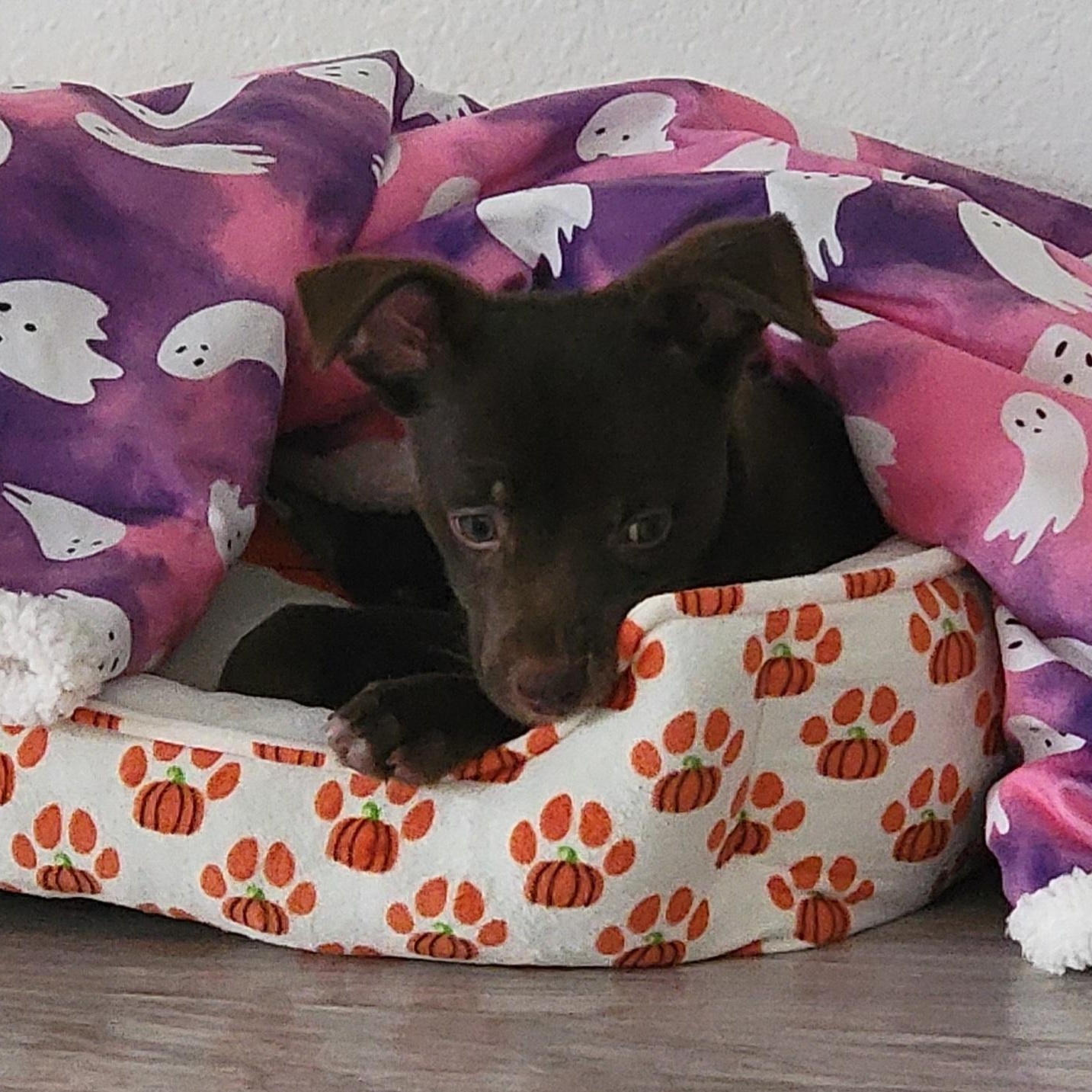 Enlarge Munchkin, a Adoptable Miniature Pinscher in Dallas, TX image 4/6