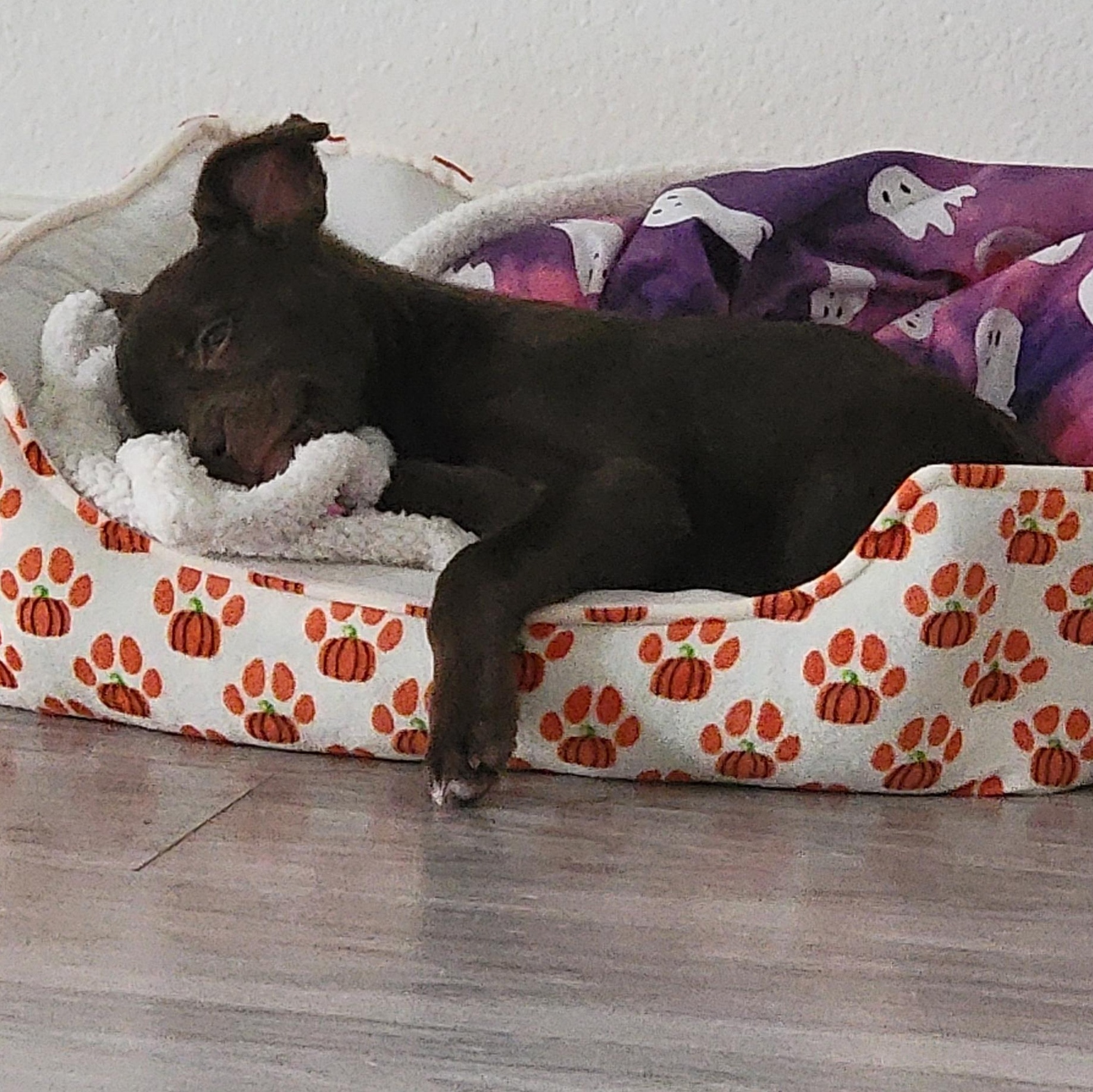 Enlarge Munchkin, a Adoptable Miniature Pinscher in Dallas, TX image 6/6