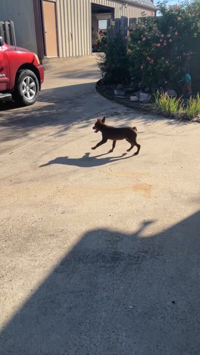 Enlarge Munchkin, a Adoptable Miniature Pinscher in Dallas, TX video 5/6