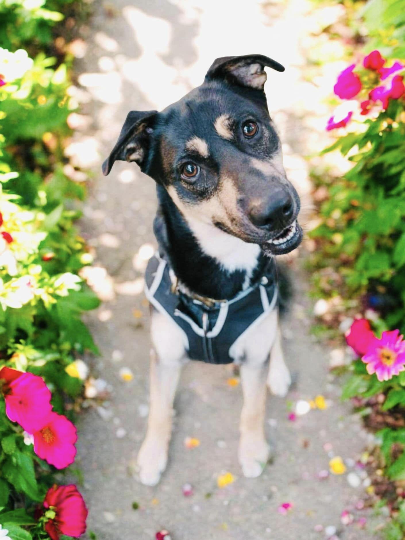 Dog for adoption Dilbert, a German Shepherd Dog in Howe, IN Petfinder