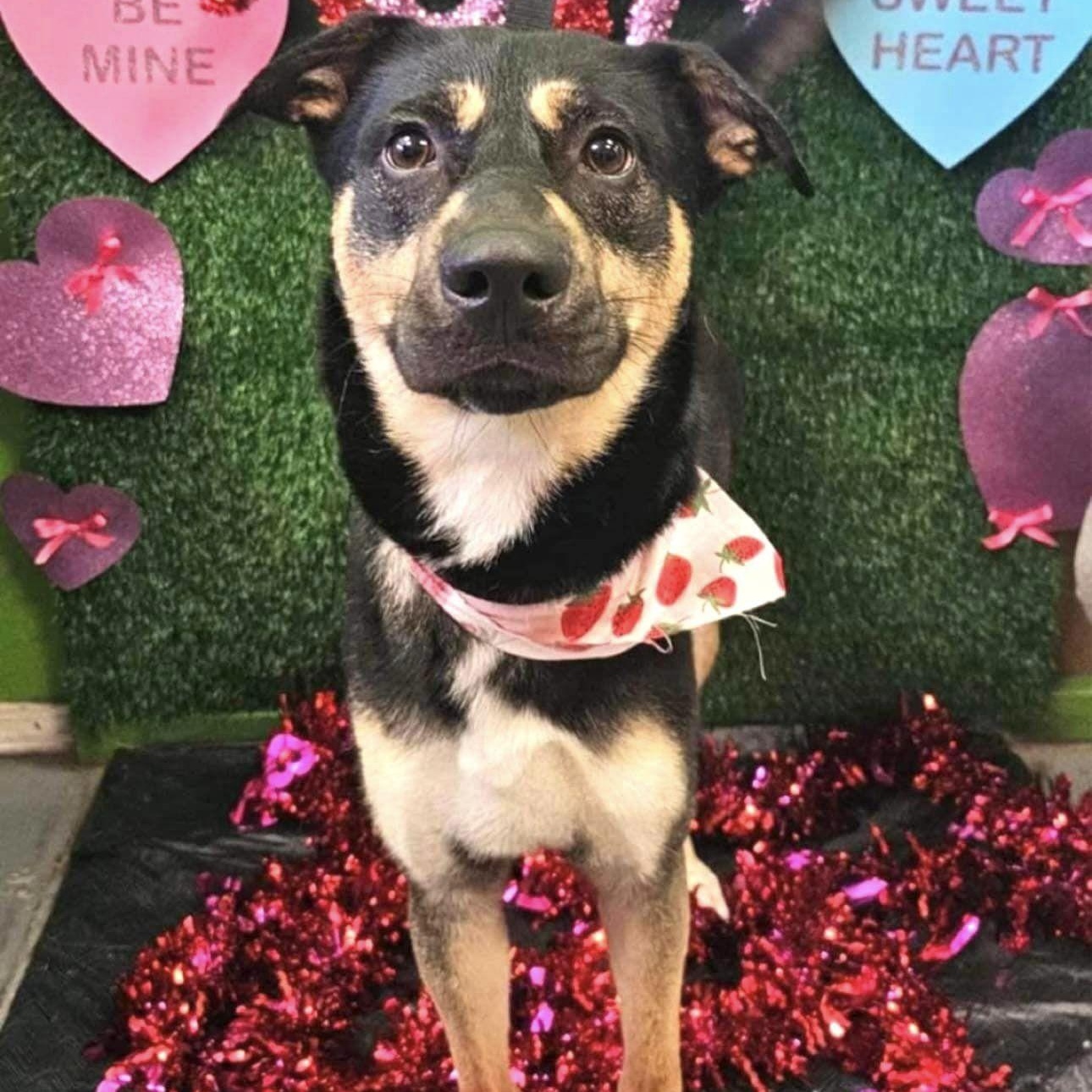 Dog for adoption Dilbert, a German Shepherd Dog in Howe, IN Petfinder