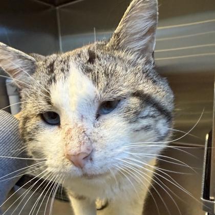 Enlarge Diego, an adoptable mixed breed in Lansing, MI image 4/5